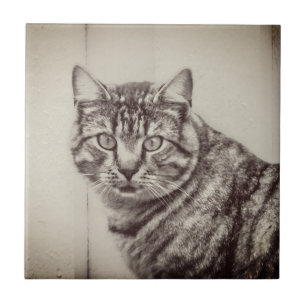 Gato-Celeiro Sepia Brown Animais Azulejos Cerâmico