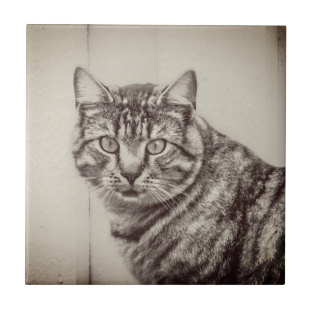 Gato-Celeiro Sepia Brown Animais Azulejos Cerâmico (Frente)