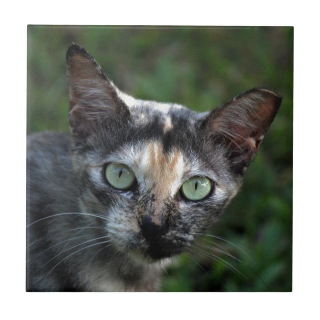 Gato Cinza Marrom Branco com Olhos Verdes (Frente)