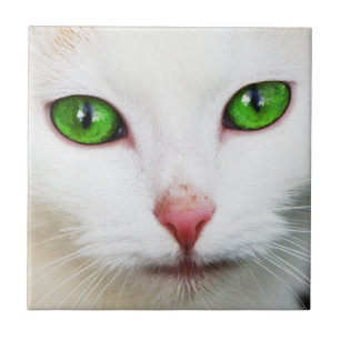 Gato com Azulejo de Olhos Verdes