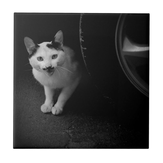 Gato com bigode (Frente)