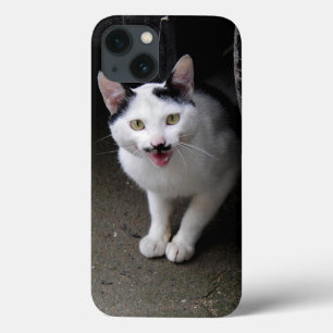 Gato com bigode