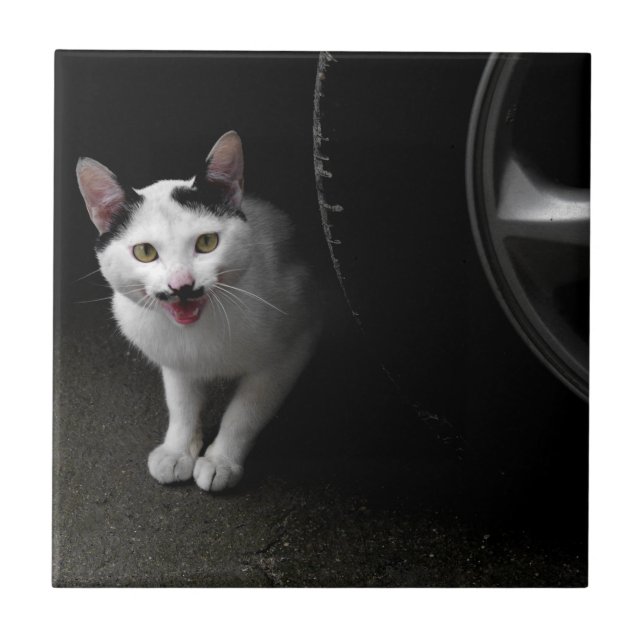 Gato com bigode (Frente)