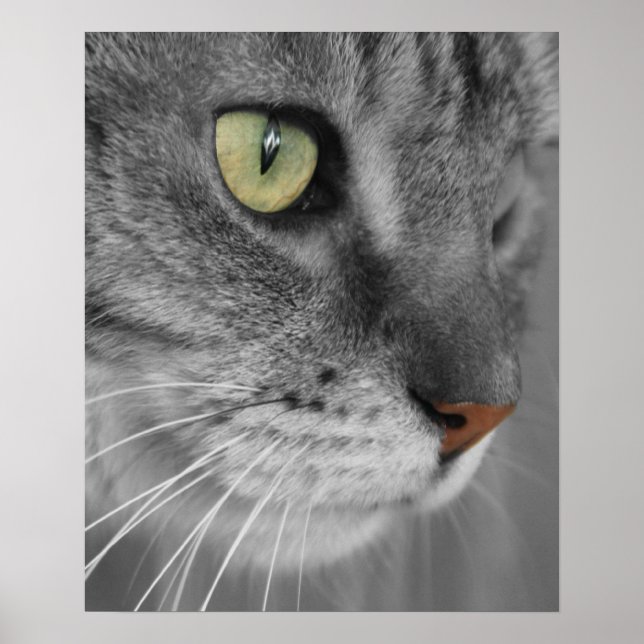 Gato com Poster de Olhos Verdes (Frente)