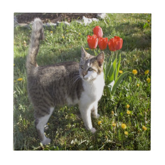 Gato com tulipas