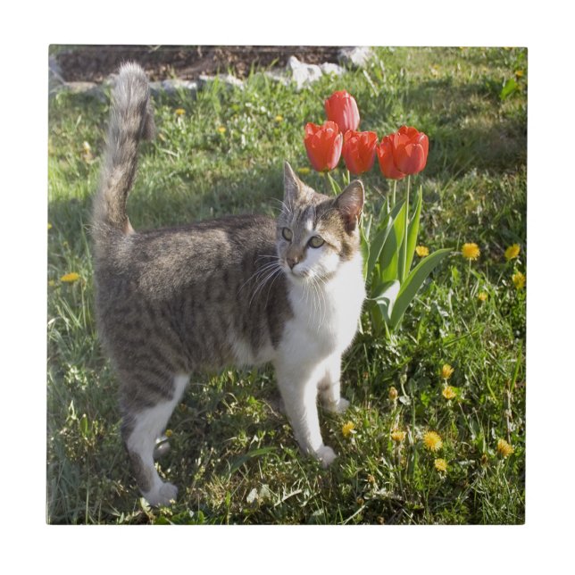 Gato com tulipas (Frente)