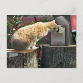Gato curioso, cartão postal