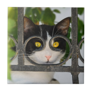 Gato curioso com óculos Engraçado - Cerâmica
