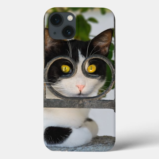 Gato curioso com óculos enquadra uma fotografia en (Verso)