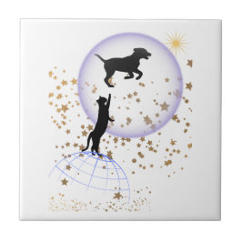 Gato curioso e cão correndo