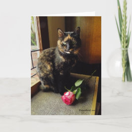 Gato da concha de tartaruga e cartão cor-de-rosa