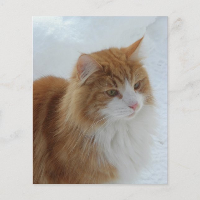 Gato_da_Floresta_Norueguesa (Frente)