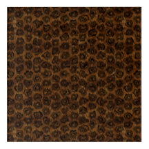 Gato da Selva Americana