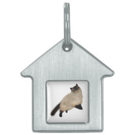 Gato de Cabelo Longo do Siamese