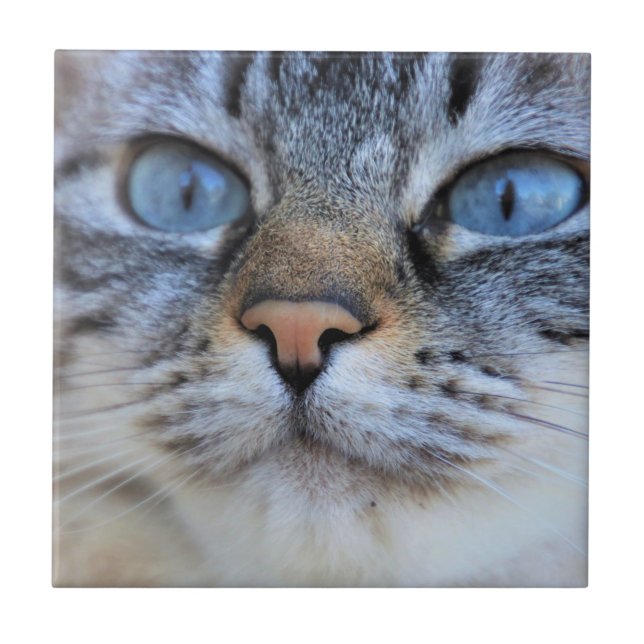 Gato de cinza (Frente)