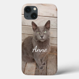 Gato de cinza