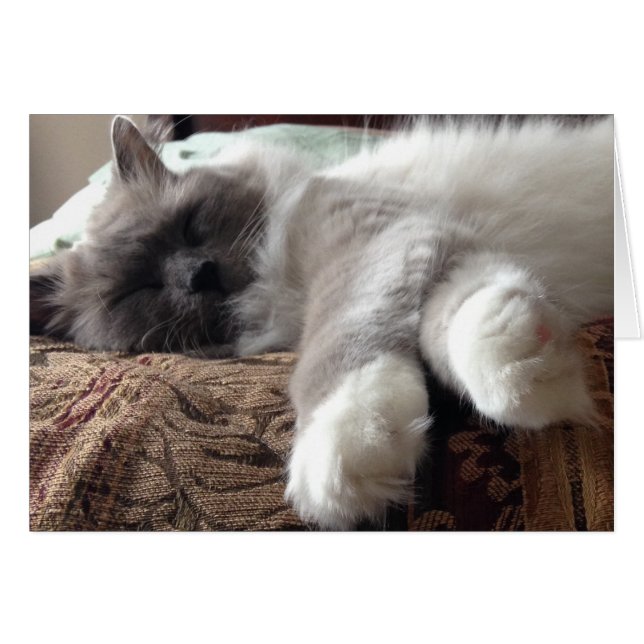 Gato de dormir, cartão (Frente Horizontal)