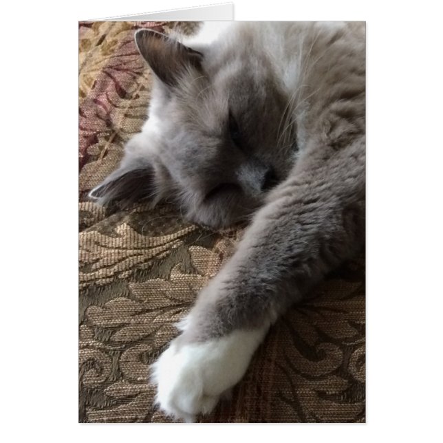 Gato de dormir, cartão (Frente)