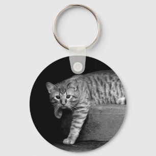 Gato de Estrada em Chaveiro de Escadas