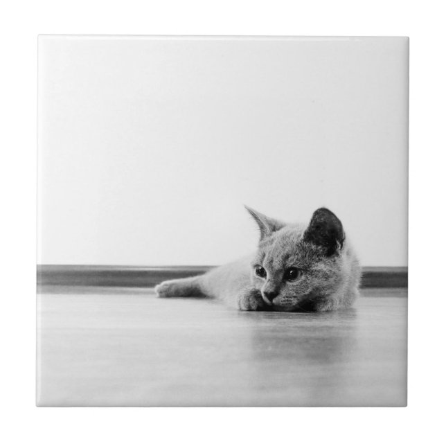 Gato de Garrafa Escocês Super-Cólvora Gato (Frente)