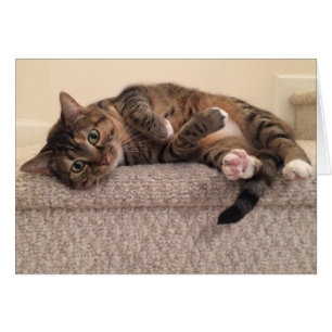 Gato de gato malhado, cartão