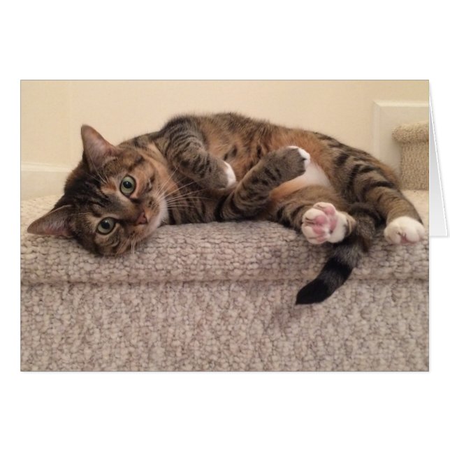 Gato de gato malhado, cartão (Frente Horizontal)
