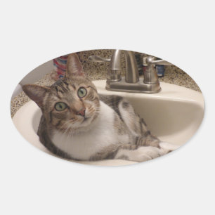 Gato de gato malhado em etiquetas do dissipador