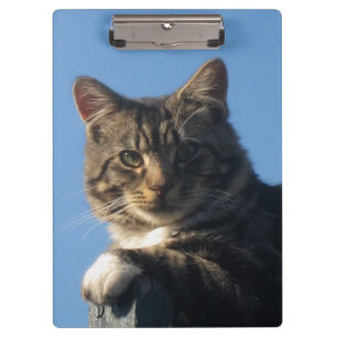 Gato de gato malhado - prancheta