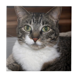 Gato de gato malhado que olha o