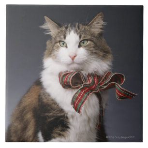 Gato de gato malhado que veste o arco da xadrez