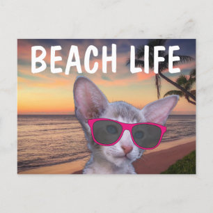 GATO DE GATO NOS SUGLASSOS DE PRAIA Cartões postai
