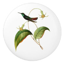 Gato-de-manga verde-robusto