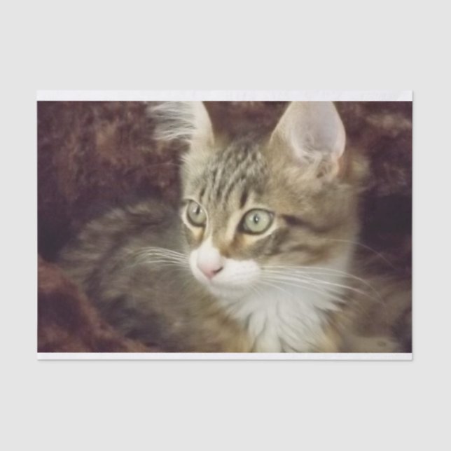 Gato de Mobiliário de Artesanato de Papel para Dec (Frente )