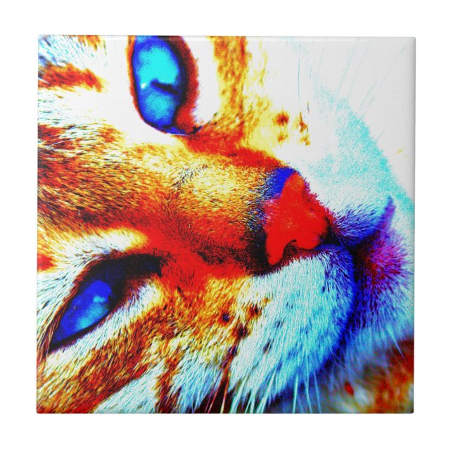 Gato de Molly (Frente)