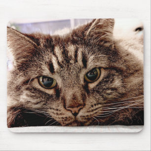 Gato de Mouse Pad Maine Coon