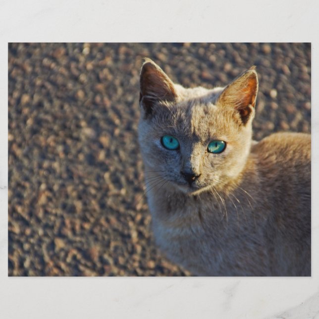 Gato de olhos azuis (Frente)