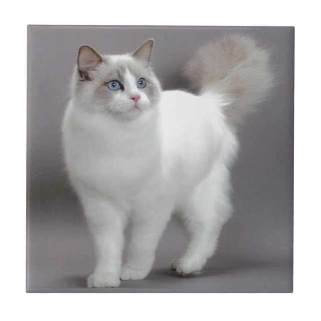 Gato de olhos azuis Purfection de Ragdoll (Frente)