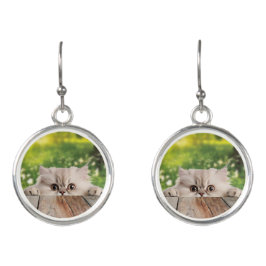 Gato de Pequim Pérsico Bonito