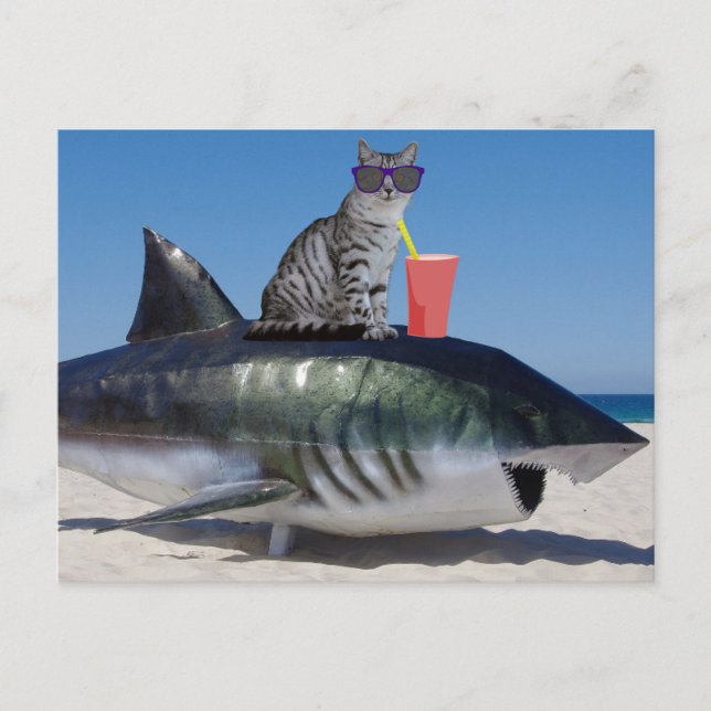 GATO DE PRAIA NO CARTÃO POSTAL DO SHARK FUNNY (Frente)