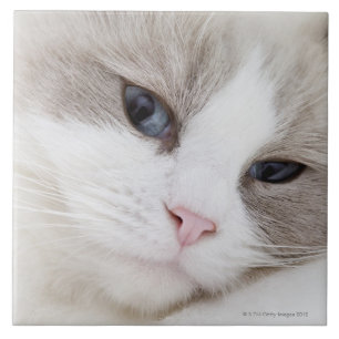 Gato de Ragdoll