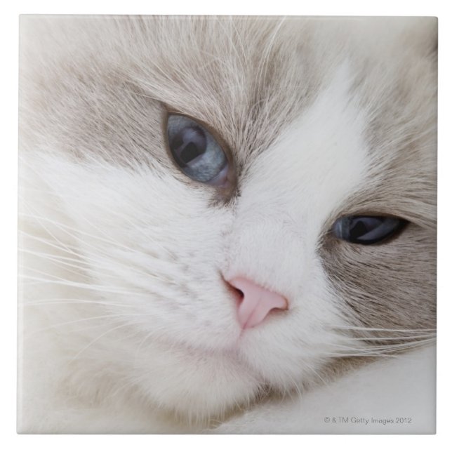 Gato de Ragdoll (Frente)