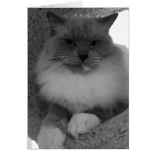 Gato de Ragdoll, cartão
