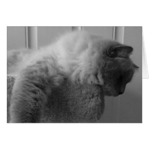 Gato de Ragdoll, cartão