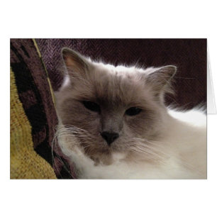 Gato de Ragdoll, cartão