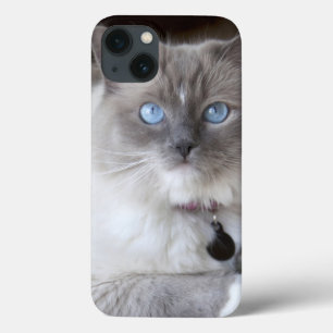 Gato de Ragdoll feminino