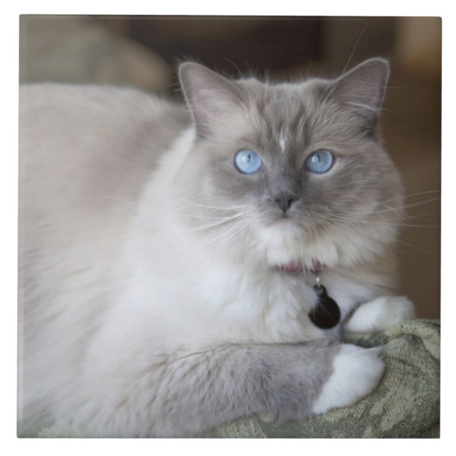 Gato de Ragdoll feminino (Frente)
