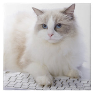 Gato de Ragdoll no teclado de computador