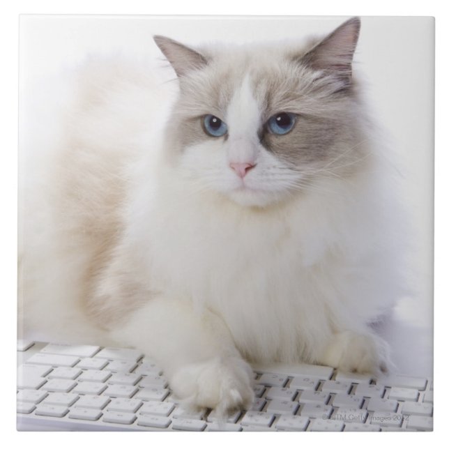 Gato de Ragdoll no teclado de computador (Frente)