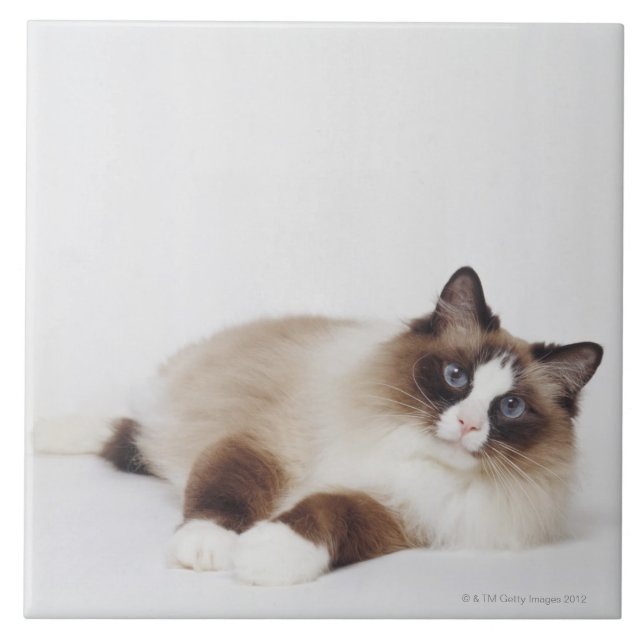 Gato de reclinação (Frente)