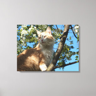 Gato de Sahara em umas canvas da árvore de cereja